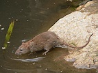 water rat | Naturally South Australia