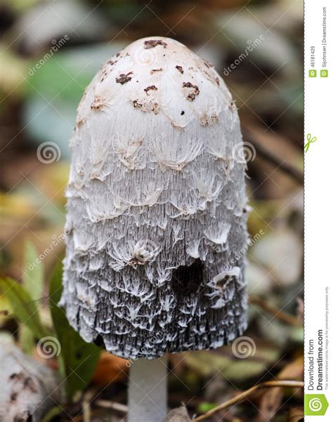 Shaggy Ink Cap Mushroom Coprinus Comatus Stock Image Image Of