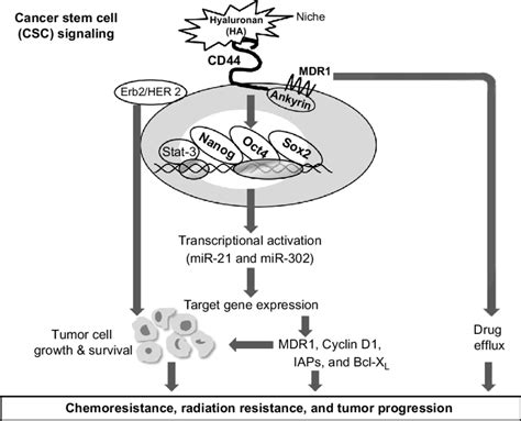 4 A Proposed Model For Cancer Stem Cell Signaling And Tumor Progression