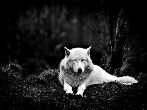 Forest Wolves Wallpapers Wallpaper Cave