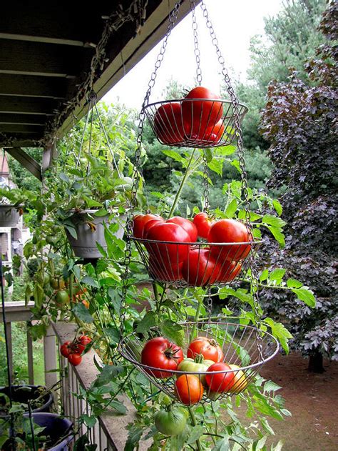34 Hanging Vegetable Garden Ideas