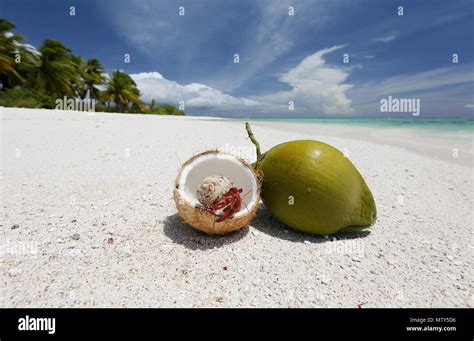 Strawberry Hermit Crab And Coconuts On Pristine White Sandy Beach