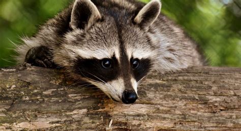 What Dogs Will Kill Raccoons