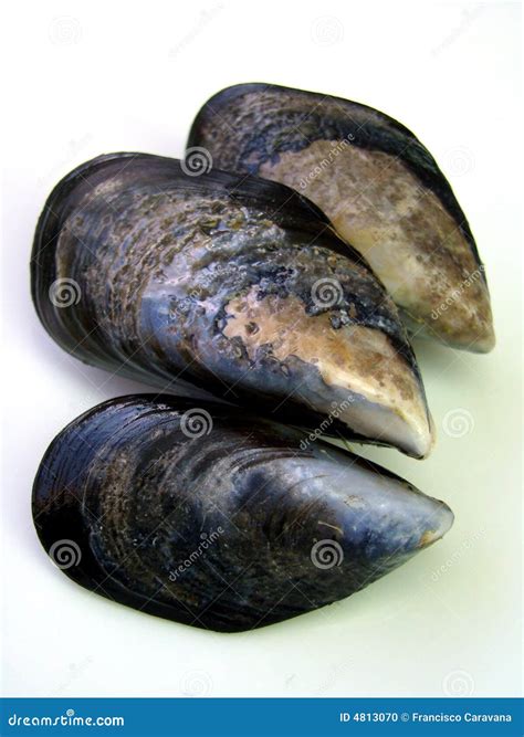 Fresh Wild Mussels Stock Photo Image Of Caravana Steam 4813070