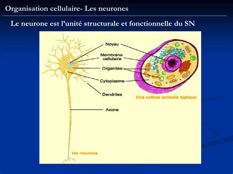 Ppt Chapitre Ii Organisation Cellulaire Du Syst Me Nerveux Powerpoint