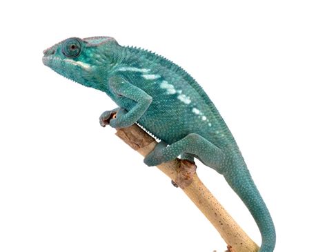 Panther Chameleon Furcifer Pardalis Nosy Be Locale Male Nosy Be