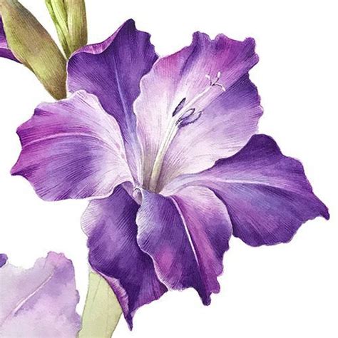 Illustration about beautiful pencil gladiolus flower grey drawing sketch illustration perfect for invitations. Gladiolus flower | Gladiolus flower, Flower sketches ...