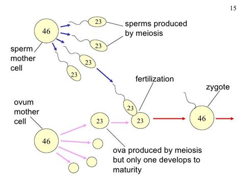 Chromosomes Fertilization