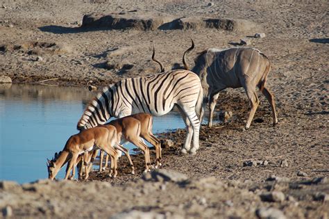 Fileetosha National Park Namibia 2856072100 Wikimedia Commons