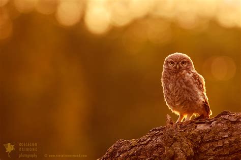 More Owls Roeselien Raimond Nature Photography