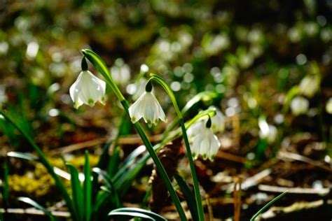 Free Images Nature Grass Blossom White Sunlight Leaf Bloom