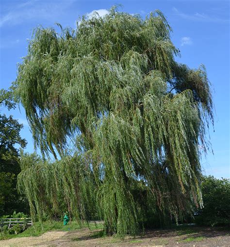 The willows are deciduous trees and shrubs in the genus salix, part of the willow family salicaceae. Wierzba - Forum ogrodnicze