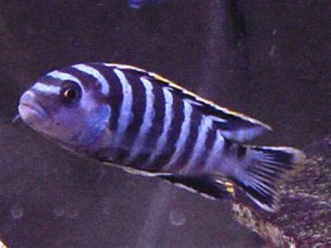 Lake Malawi Cichlids 6 The Right Nutrition And Foods For Your African