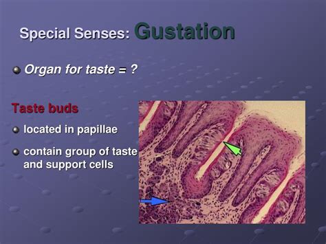 Ppt Sensory Overview Powerpoint Presentation Free Download Id 3120120