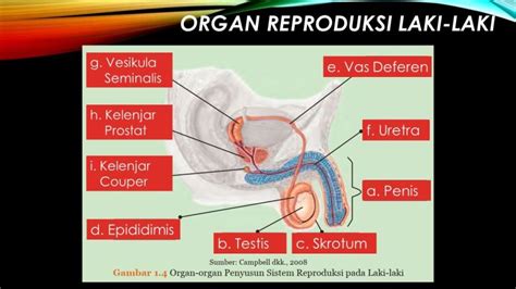 Organ Organ Penyusun Sistem Reproduksi Pada Perempuan