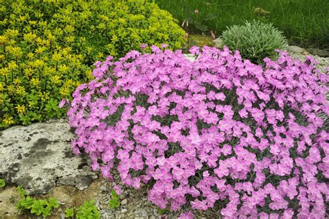 Use rocks of one geological type. Rock Garden Plant Selection Guide: Sun Plants, Zone 5