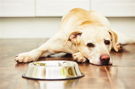 Feed yogurt to your dog. Can Dogs Eat Yogurt? | Healthy Paws