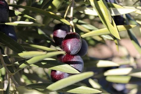 tipos de aceite de oliva arbequina picual picudo ¿cuántos hay