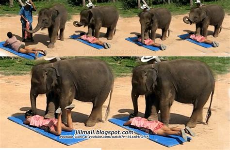 Jill Mail Blogspot Com Massaging By Elephants