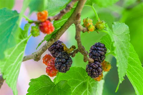 Mulberry Tree Identification