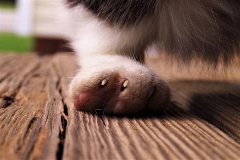 How To Treat A Cat With A Swollen Paw