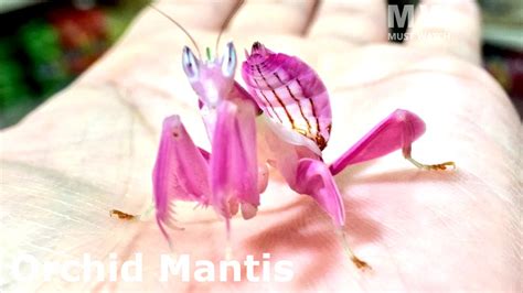 7 Praying Mantis For Your Terrarium Youtube