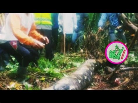 Indonesian Woman Swallowed Alive By Foot Python Youtube