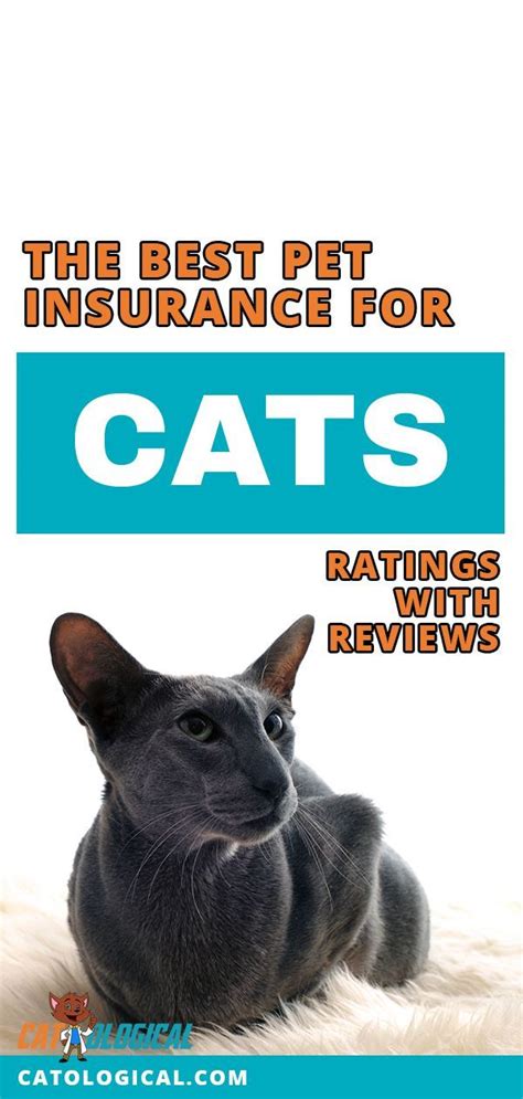 Cat Insurance: The Best Pet Insurance for Cats (with ...