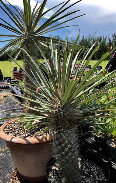 Pachypodium Geayi Madagascar Palm Rare Caudex Tree Paradise Found Nursery