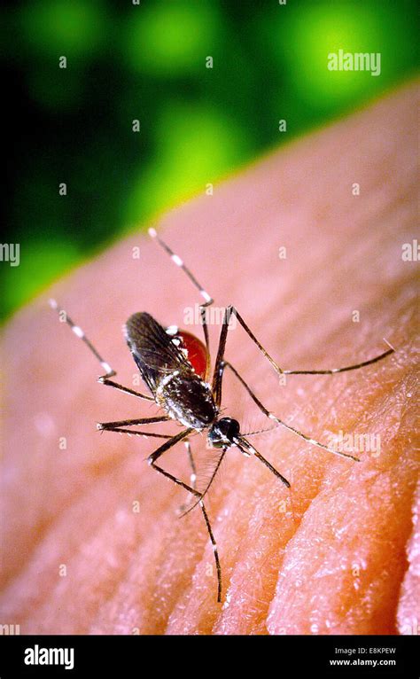 This Image Depicted Female Aedes Aegypti Mosquito As She Was Obtaining