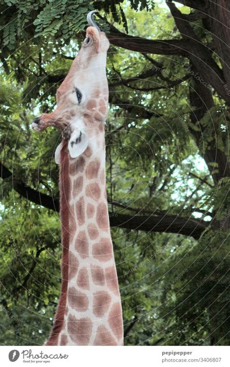 Giraffe Makes Long Neck A Royalty Free Stock Photo From Photocase