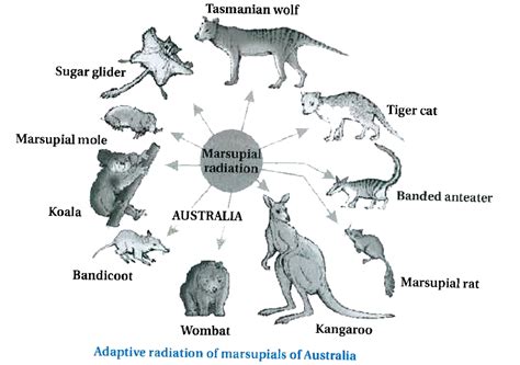 Marsupials And Australian Placental Mammals Exhibit Convergent Evoluti