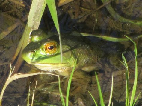 Mr Frog At Nearby Pond Serotonin Amphibians Frogs Pond Camouflage