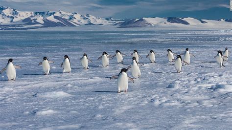 Thousands Of Penguins Die After Iceberg Traps Colony