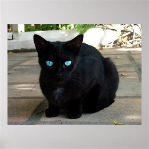 Blub Blue Eyed Black Cat Poster Zazzle
