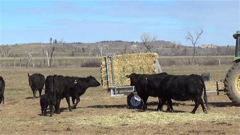 Large Square Bale Cattle Feeder Youtube