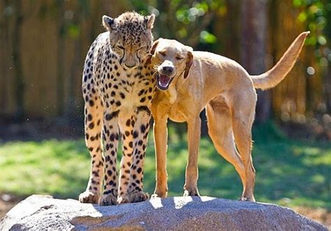10 Amistades Extraordinarias Entre Animales De Diferentes Especies
