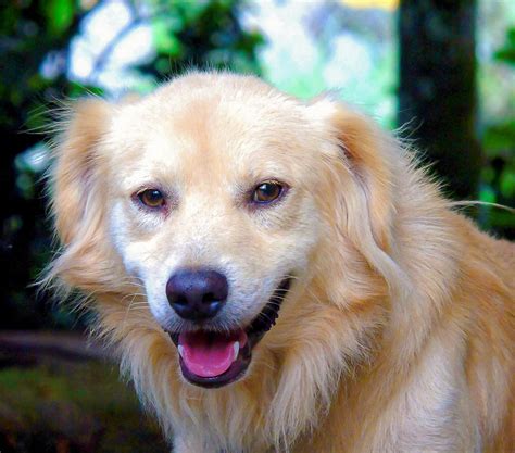 Free Images : puppy, animal, canine, fur, fluffy, smile, friend, pets
