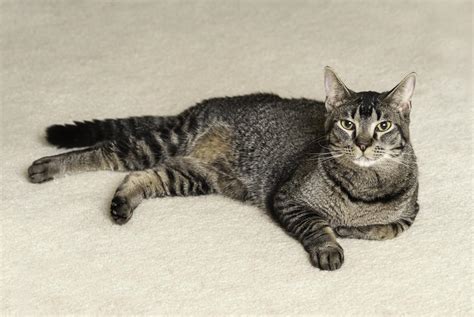 A List Of Tabby Cat Breeds Youll Certainly Love