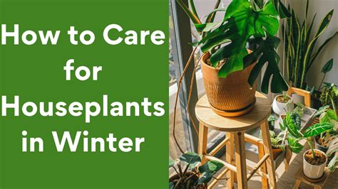 How To Care For Houseplants In Winter Helpful Tips