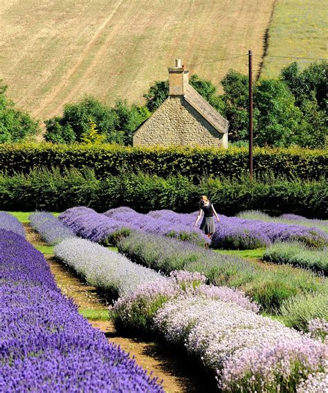 Lavender Girl | Snowshill, England | Lavender farm, Lavender fields, Lovely lavender