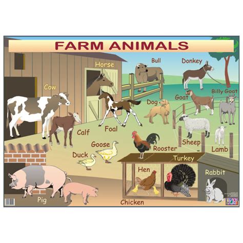Farm Animals Material Didáctico En Inglés