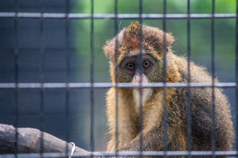 Two Black And Brown Monkeys Photo · Free Stock Photo