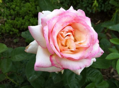 Rose Parade Peace Rose The Garden Diary