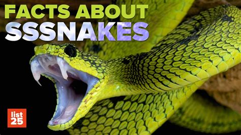 25 Shocking Facts About Snakes That You Probably Didnt Know