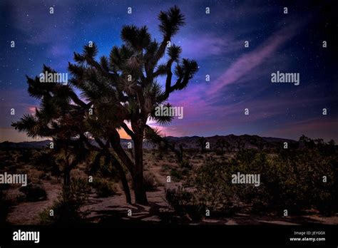 Joshua Tree National Park Night Hi Res Stock Photography And Images Alamy