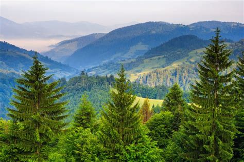 Los árboles De Pino Acercan Al Valle En Montañas Y Al Bosque Del Otoño