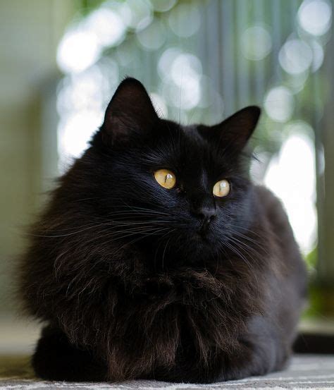 150 Black Norwegian Forest Cat Ideas In 2021 Norwegian Forest Cat
