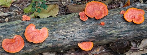 Bright Red Fungus Regenaxe
