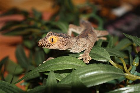 Northern Spiny Tailed Gecko Reptile And Grow